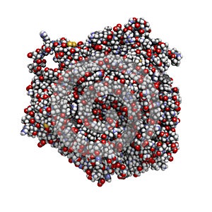 Ceruloplasmin ferroxidase enzyme. Catalyses iron oxidation. Also main copper transport protein in the blood