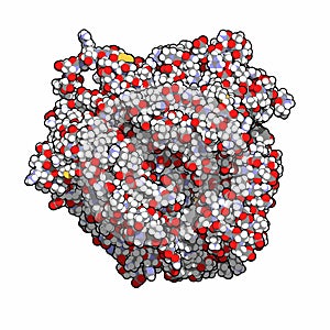 Ceruloplasmin ferroxidase enzyme. Catalyses iron oxidation. Also main copper transport protein in the blood