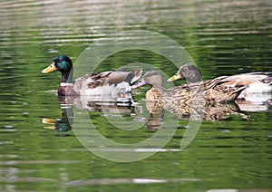 The Cerusa stream duck