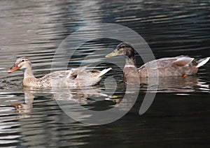 The Cerusa stream duck