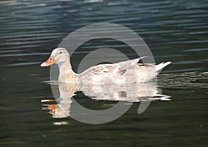 The Cerusa stream duck