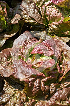 Cervanek salad lettuce growing in a raised bed at the RHS Wisley garden, Surrey UK.