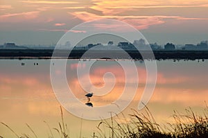 Cervia's saltern ,italy, in summer