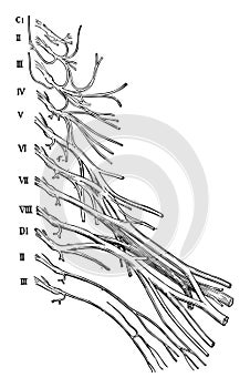 Cervical and Brachial Nerve Plexuses, vintage illustration