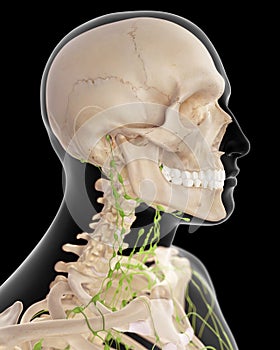 The cervical lymph nodes