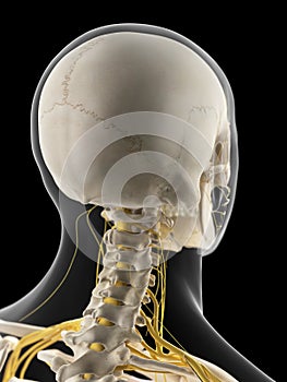 The cervical nerves