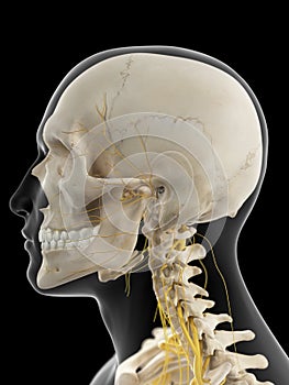 The cervical nerves