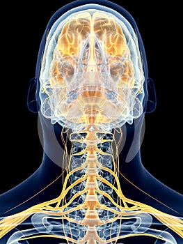 The cervical nerves