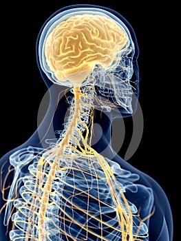 The cervical nerves