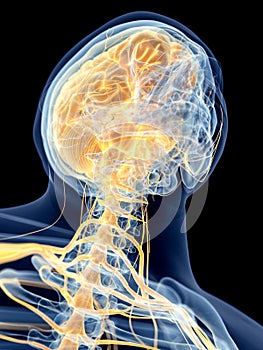 The cervical nerves