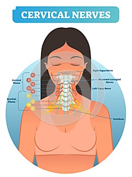 Cervical nerves medical anatomy diagram vector illustration. Human neurological network scheme in neck region.