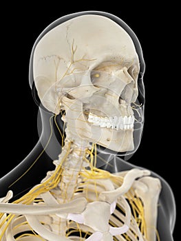 The cervical nerves photo