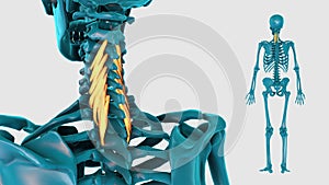 Cervical part of multifidus muscle on a white background - 3D model