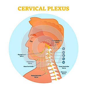 Cervical Plexus anatomical nerve diagram, vector illustration scheme with neck cross section.