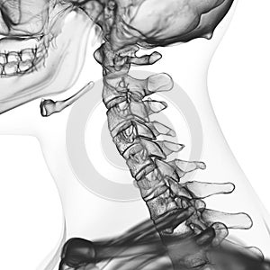 the cervical spine