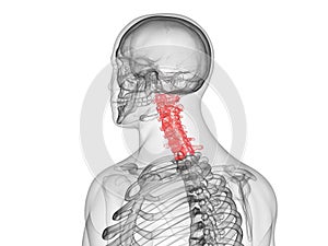 The cervical spine