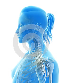 The cervical spine