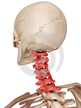 The cervical spine