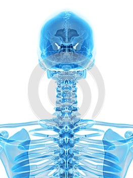 The cervical spine