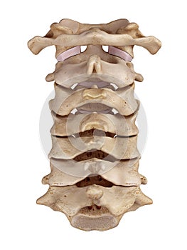 The cervical spine