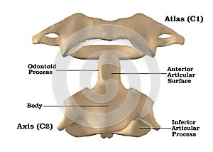 Cervical spine anatomy