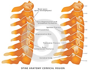 Columna vertebral 