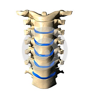 Cervical Spine - Anterior / Front view