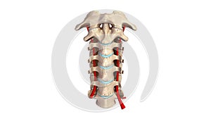 Cervical spine with Arteries anterior view