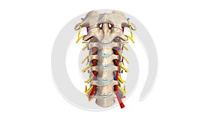 Cervical spine with blood vessels and nerves anterior view