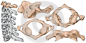 Cervical spine, first cervical vertebra photo