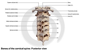 Cervical Spine photo