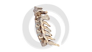 Cervical spine lateral view