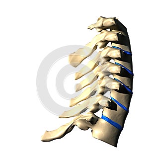 Cervical Spine - Lateral view / Side view