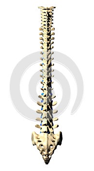 Cervical Spine - Lateral view / Side view