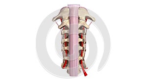 Cervical spine with ligament and arteries anterior view