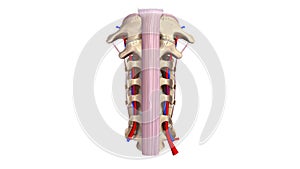 Cervical spine with ligament and blood vessels anterior view