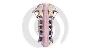 Cervical spine with ligament and Veins anterior view