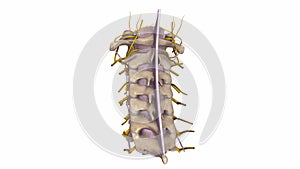 Cervical spine with Ligaments and nerves