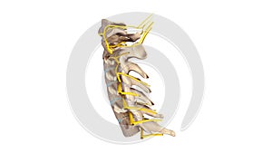 Cervical spine with Nerves lateral view