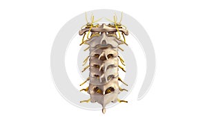 Cervical spine with Nerves posterior view