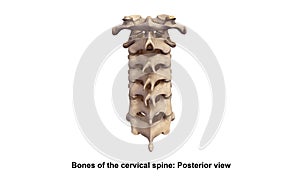 Cervical spine Posterior view
