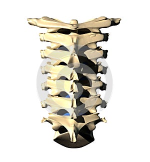 Cervical Spine - Posterior view / Back view photo