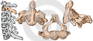 Cervical spine, second cervical vertebra photo