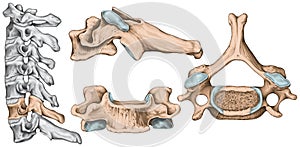 Cervical spine, sixth cervical vertebra photo