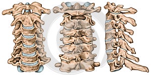 Cervical spine structure, anterior, posterior, lateral view