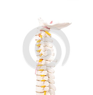 Cervical and thoracic spine on a white background, isolate. Osteochondrosis and degenerative changes in the spine photo