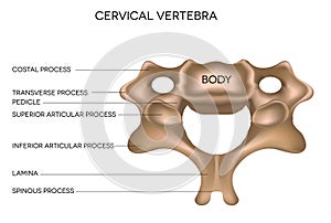 Cervical Vertebra