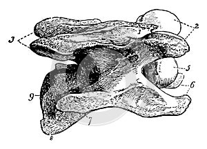 Cervical Vertebra of a Horse vintage illustration