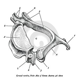 Cervical vertebra human anatomy superior lateral view hand draw