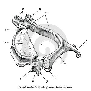 Cervical vertebra human anatomy superior lateral view hand draw photo